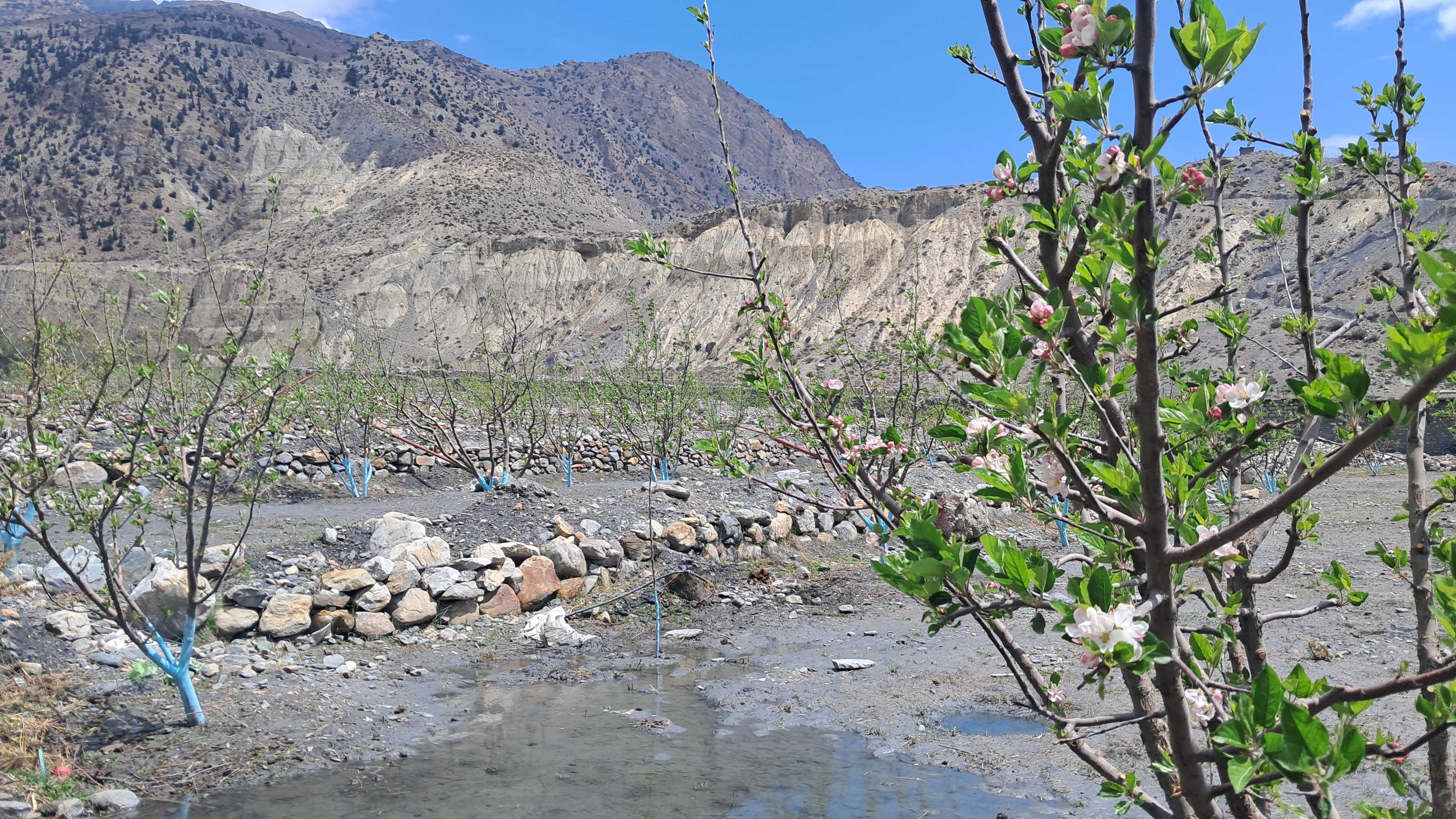 मुस्ताङमा सार्वजनिक जग्गामा स्याउखेती